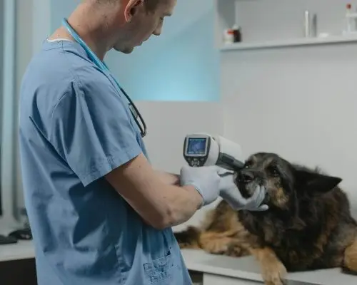 O que realmente acontece dentro de um hospital veterinário 24h, clínica veterinária 24h