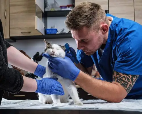 Por que alguns gatos chegam bem e pioram rápido? clínica veterinária 24h