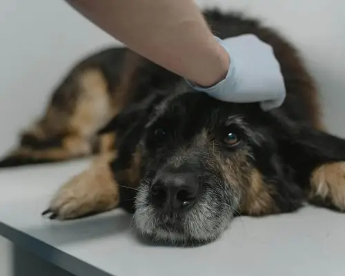 Por que pets idosos precisam de hospitais com imagem 24h, clínica veterinária 24h