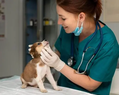 Primeira consulta do pet: como funciona e o que levar, clínica veterinária 24h