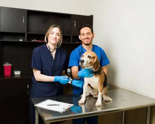 Estrutura mínima que uma clínica veterinária 24h deve ter, clínica veterinária 24h