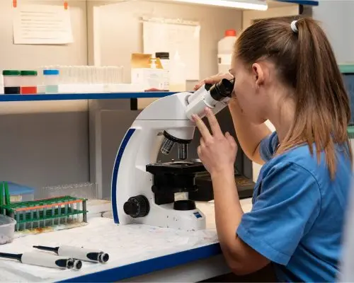 Exames laboratoriais rápidos: importância em emergências, clínica veterinária 24h
