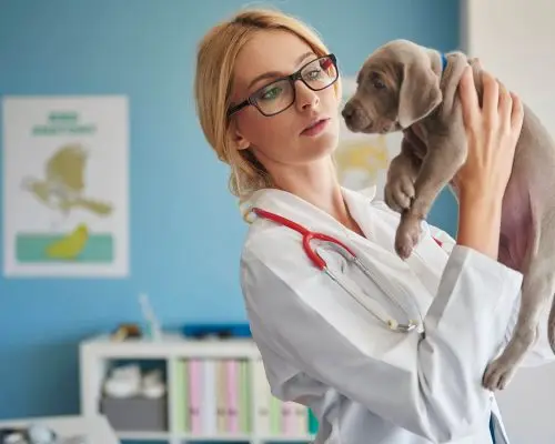 Lista dos 15 sintomas que são emergência mesmo sem dor, clínica veterinária 24h