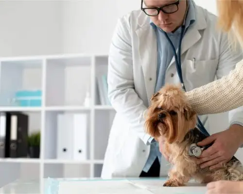 Meu pet está respirando estranho: quando é grave? clínica veterinária 24h