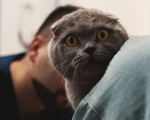 Gato com dificuldade para respirar: atendimento 24h é vital, clínica veterinária 24h