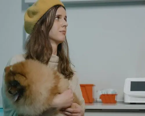 Meu pet está vomitando sangue: que atitude tomar? clínica veterinária 24h