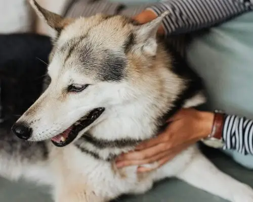 Meu pet piorou depois da consulta: o que fazer? clínica veterinária 24h