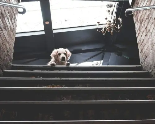 Como evitar acidentes domésticos com pets, clínica veterinária 24h