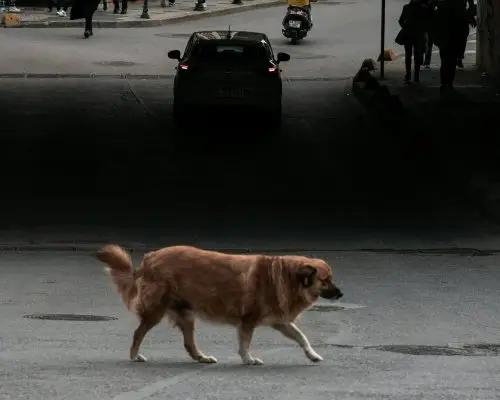 Atropelamentos: como funciona o protocolo de emergência, clínica veterinária 24h