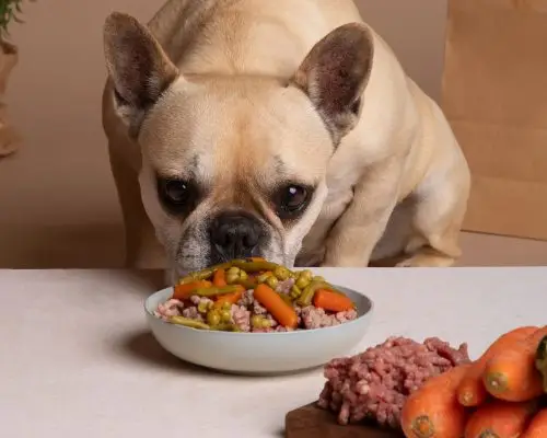 Posso dar comida caseira para o meu cachorro? clínica veterinária 24h