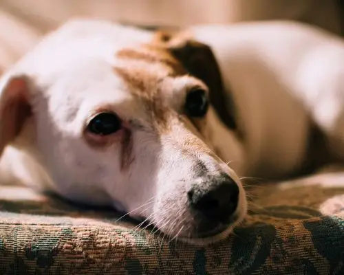 Meu cachorro está triste depois da castração: é normal? clínica veterinária 24h