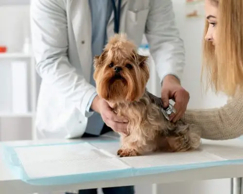 Quando o tutor deve correr sem esperar melhora em casa? clínica veterinária 24h