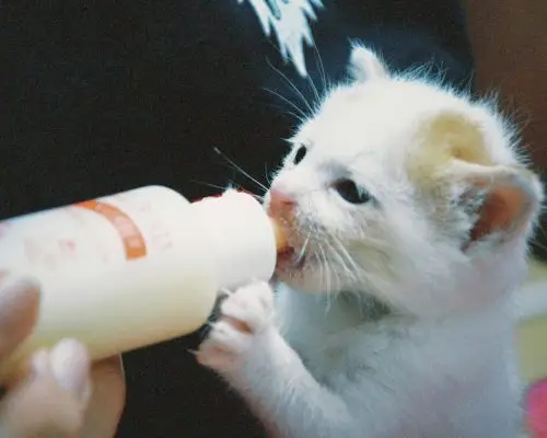 Gato pode tomar leite? clínica veterinária 24h