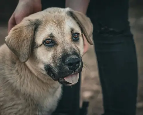 Meu cachorro está com ferida que não cicatriza: o que pode ser? clínica veterinária 24h