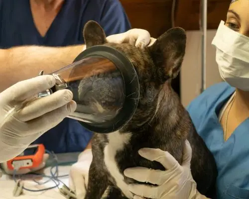 UTI veterinária: quando o pet precisa? clínica veterinária 24h