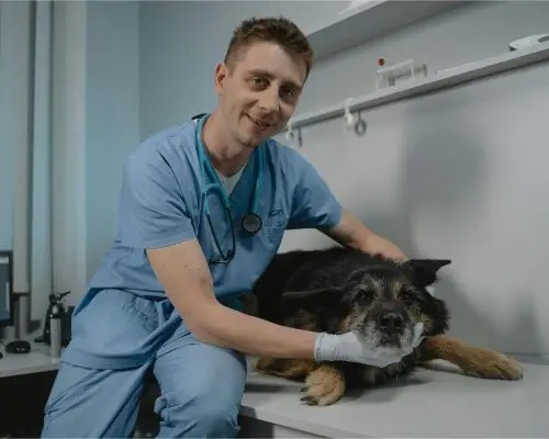 Quando um cachorro idoso precisa de check-up completo? clínica veterinária 24h