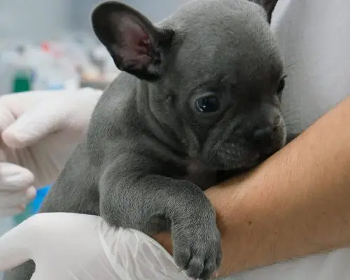 Como funciona o internamento em uma clínica veterinária 24h? clínica veterinária 24h