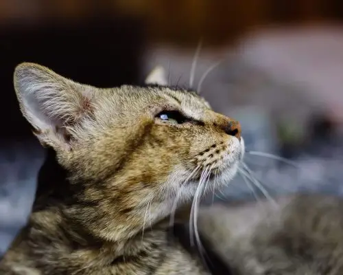 Gato com secreção nos olhos: é conjuntivite? clínica veterinária 24h