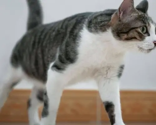 Meu gato está mancando: pode ser fratura? clínica veterinária 24h