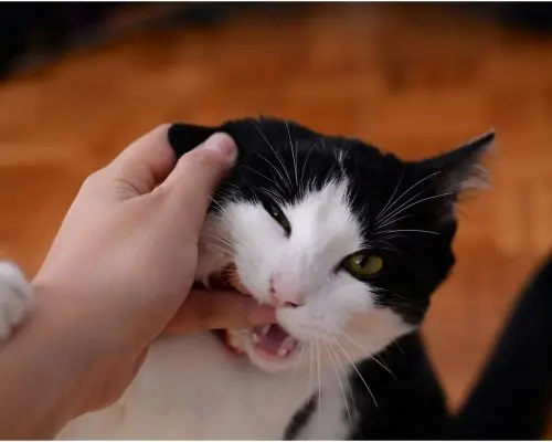 Por que meu gato me morde quando faço carinho? clínica veterinária 24h