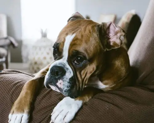 O que é parvovirose e como prevenir? clínica veterinária 24h
