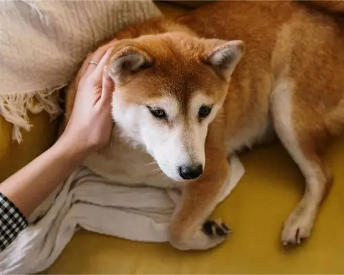 Como saber se o cachorro precisa de cirurgia de emergência? clínica veterinária 24h