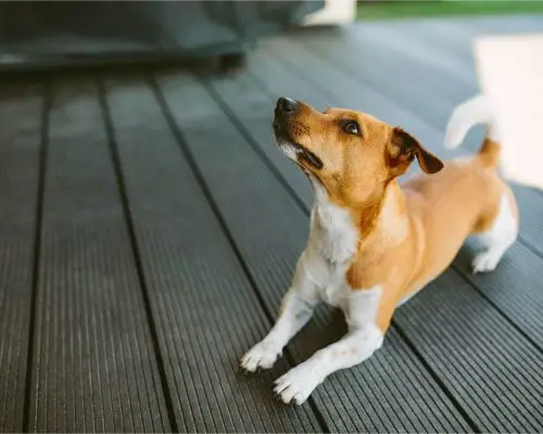 Meu cachorro está com sangue no xixi: o que pode ser? clínica veterinária 24h