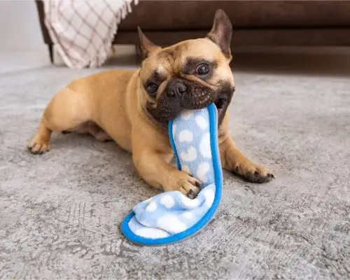 Como ensinar o filhote a não morder tudo? clínica veterinária 24h