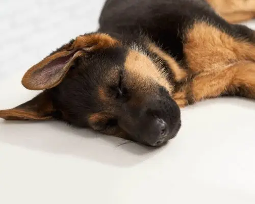 Meu cachorro desmaiou de repente: o que fazer? clínica veterinária 24h