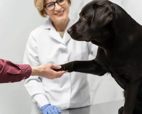 Como funciona a triagem em um hospital veterinário, clínica veterinária 24h
