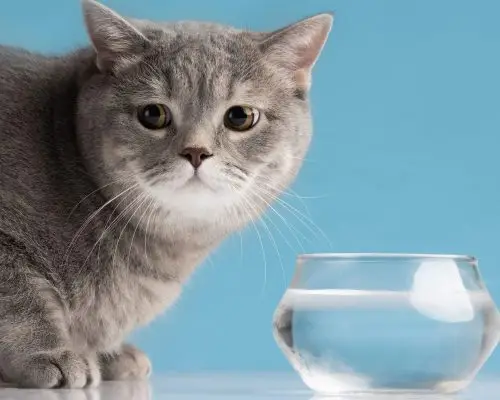 Meu gato parou de beber água: é perigoso? clínica veterinária 24h