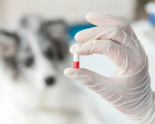 Como funciona o processo de medicação na clínica, clínica veterinária 24h