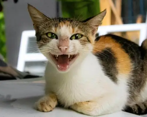 Meu gato mia demais: pode ser estresse? clínica veterinária 24h