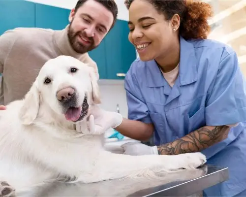 Como funciona o retorno veterinário e quando pedir, clínica veterinária 24h
