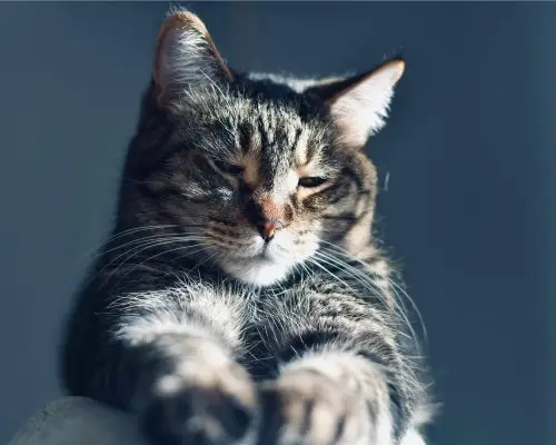 Gato com diarreia persistente: o que fazer? clínica veterinária 24h