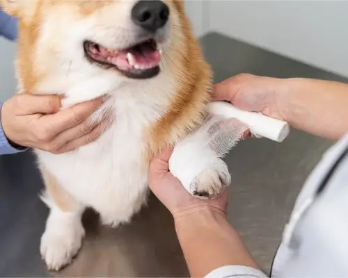 Ferimentos profundos: o que fazer imediatamente, clínica veterinária 24h