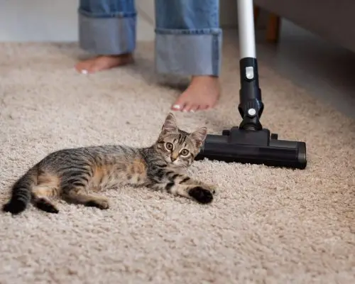 Como evitar pulgas dentro de casa? clínica veterinária 24h