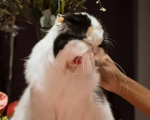 Meu pet está espirrando muito: pode ser gripe? clínica veterinária 24h