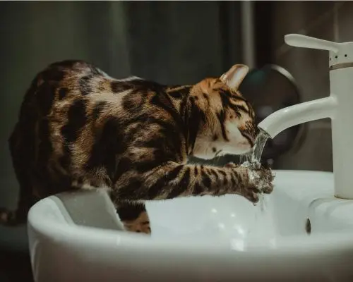 Como saber se o gato está com problema renal? clínica veterinária 24h