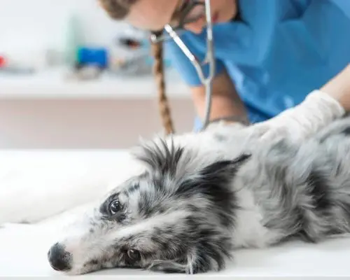 Como o diagnóstico rápido salvou uma vida naquela noite, clínica veterinária 24h