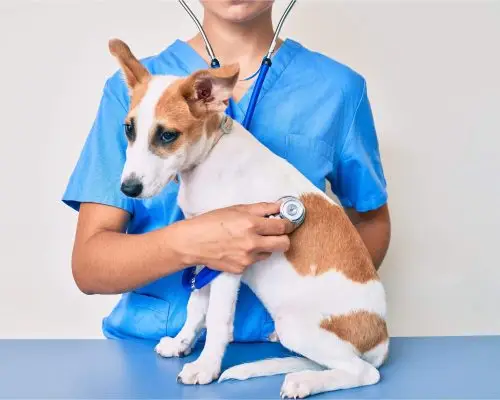 Como pequenos sintomas viram grandes sustos,