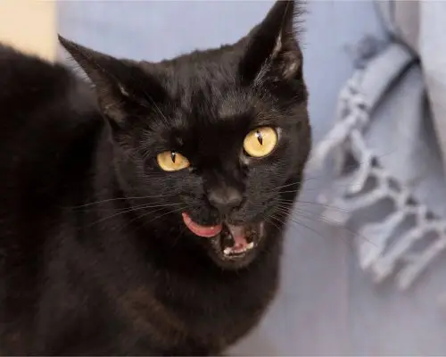 Gato com mau hálito: pode ser problema dentário? clínica veterinária 24h