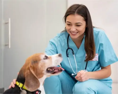 Como saber se uma clínica tem bons veterinários? clínica veterinária 24h