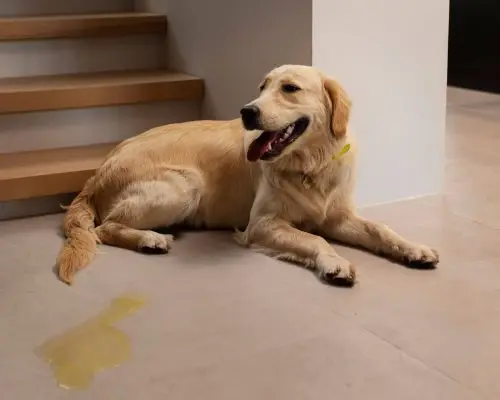 Como lidar com o xixi fora do lugar? clínica veterinária 24h