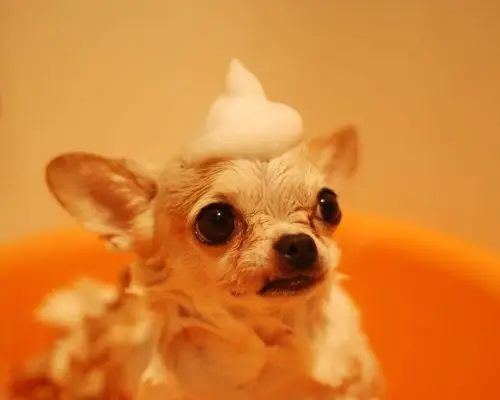 Posso dar banho no meu pet em casa com qualquer shampoo? clínica veterinária 24h