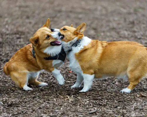 Meu pet foi atacado por outro animal: o que fazer? clínica veterinária 24h