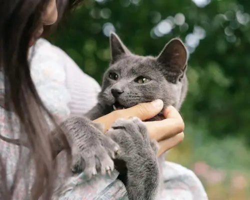 Meu gato ronrona muito alto: é normal? clínica veterinária 24h
