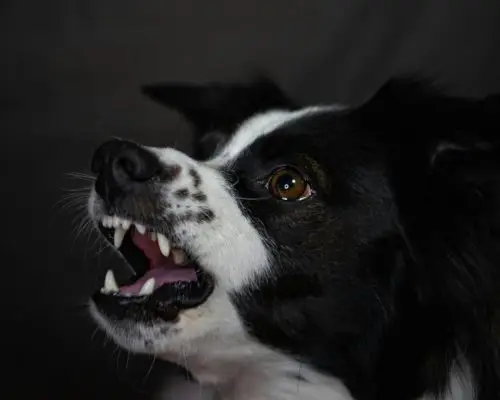 Como saber se meu pet tem dor nos dentes? clínica veterinária 24h
