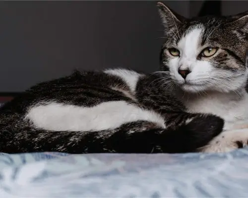 Meu gato está perdendo muito pelo: é preocupante? clínica veterinária 24h