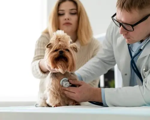 Emergência silenciosa: sintomas que parecem leves, mas não são, clínica veterinária 24h